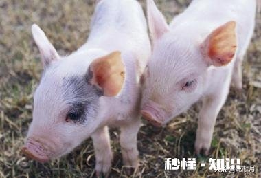 生猪已经连续降价超7周，2021年，养猪还挣钱吗