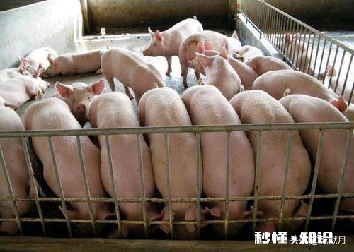 生猪已经连续降价超7周，2021年，养猪还挣钱吗