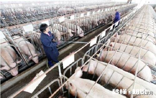 生猪已经连续降价超7周，2021年，养猪还挣钱吗