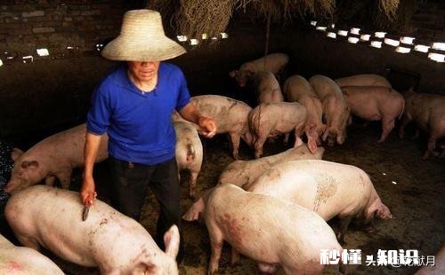 生猪已经连续降价超7周，2021年，养猪还挣钱吗