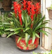 过年送亲戚朋友什么植物比较合适