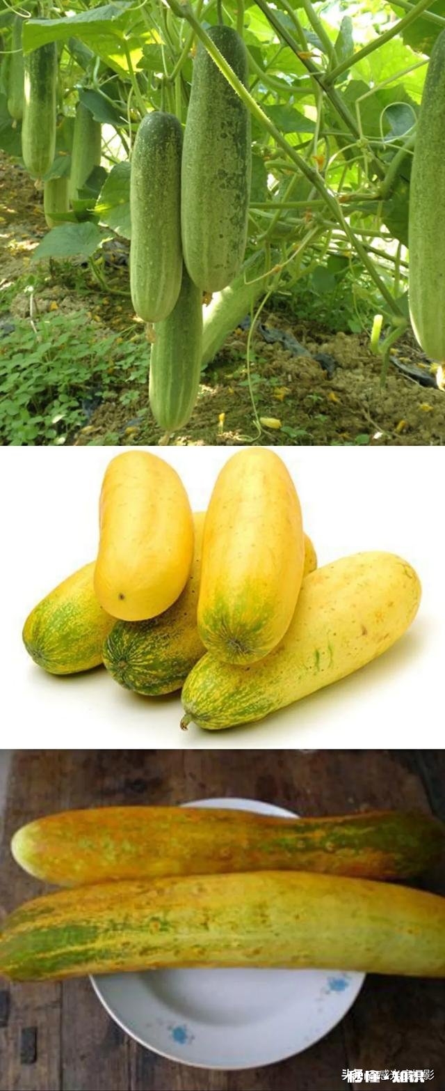 为什么黄瓜明明是绿色的却叫黄瓜