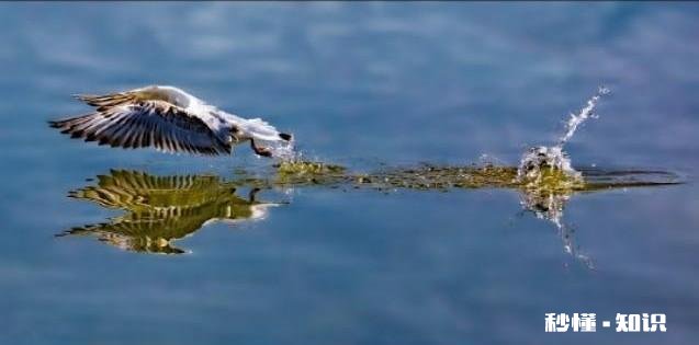 你拍摄过哪些题材,堪称是大自然赐予的礼物
