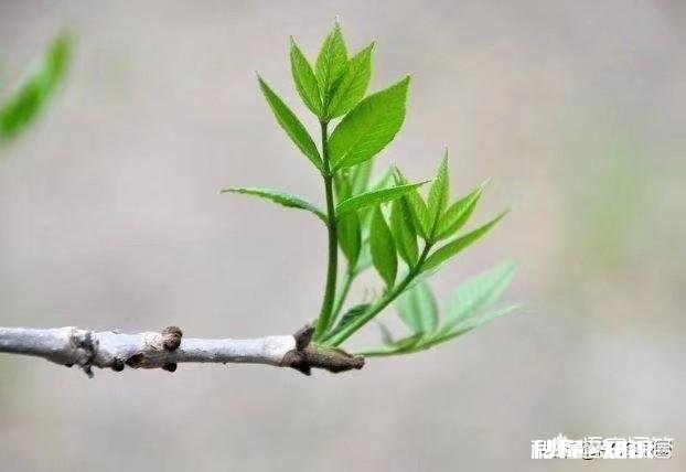 京东未使用支付宝，会给京东带来客户的流失吗