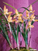 请问兰友们这棵兰花如何请老师指点