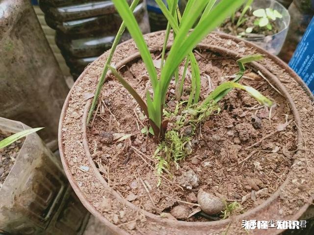 请问兰友们这棵兰花如何请老师指点