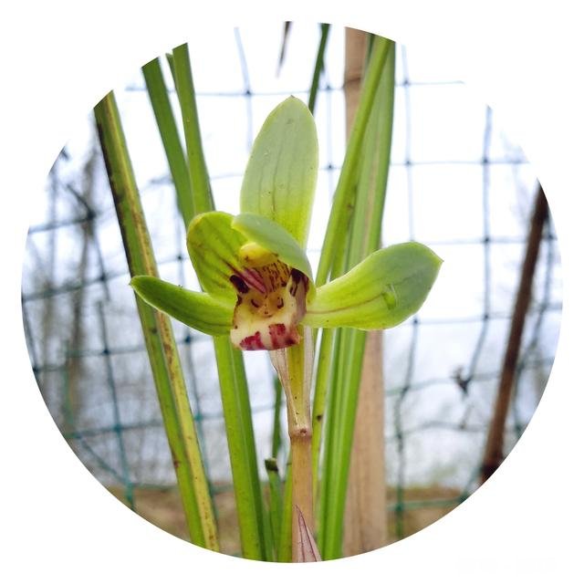 请问兰友们这棵兰花如何请老师指点