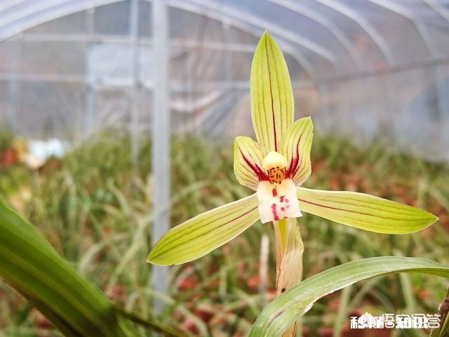 请问兰友们这棵兰花如何请老师指点