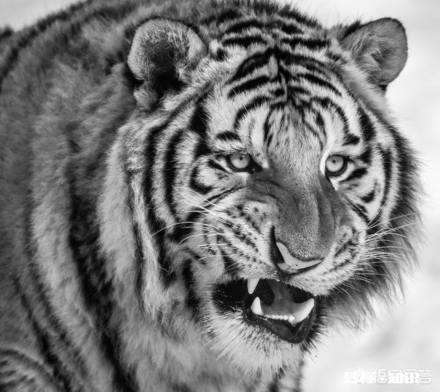 长焦镜头适合拍摄哪些题材的照片如何利用好