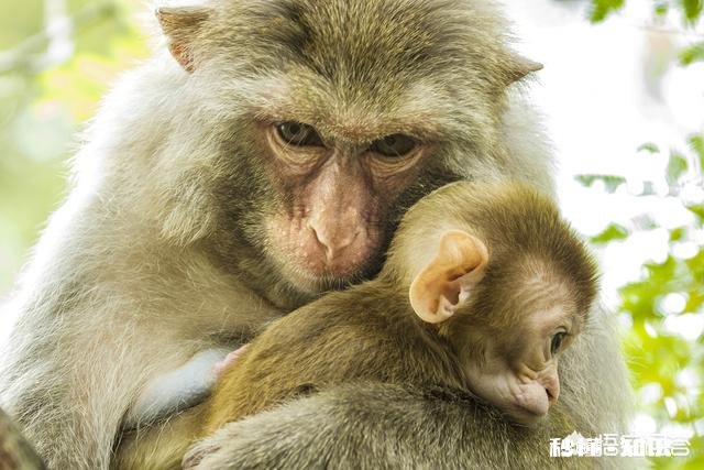长焦镜头适合拍摄哪些题材的照片如何利用好