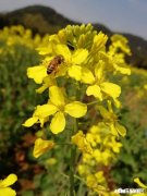 我父亲是种地的农民，我高中没毕业就辍学，子承父业呢还是打工。未来该怎么选择