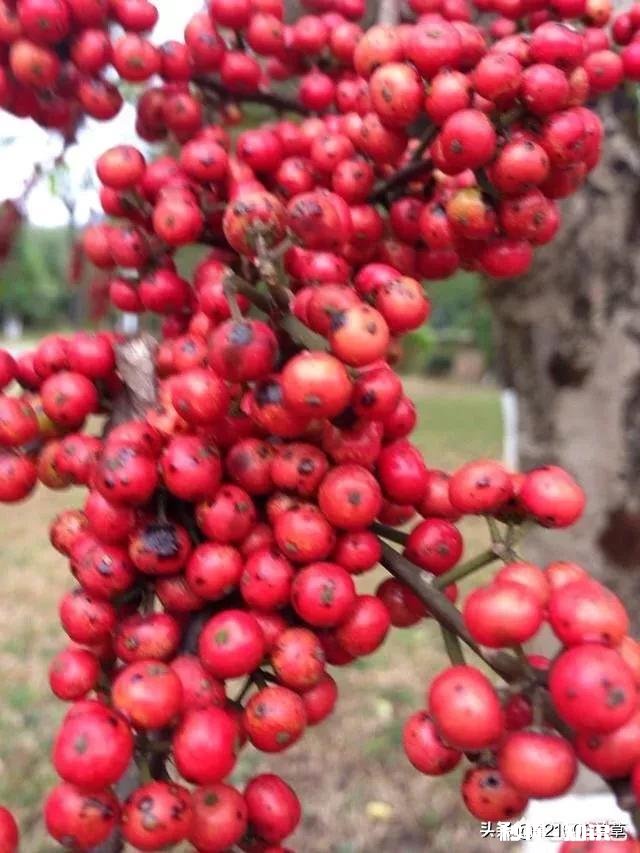 什么时段打新更容易中签