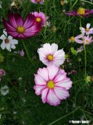 如果在你能力范围内你会给残疾人捐助么有何感受