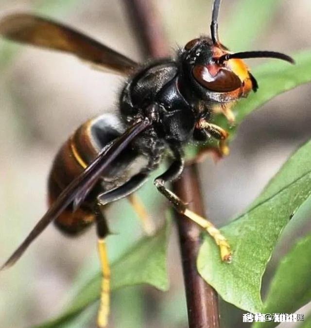 黄脚胡蜂吃成熟蜂蜜会消化不良吗
