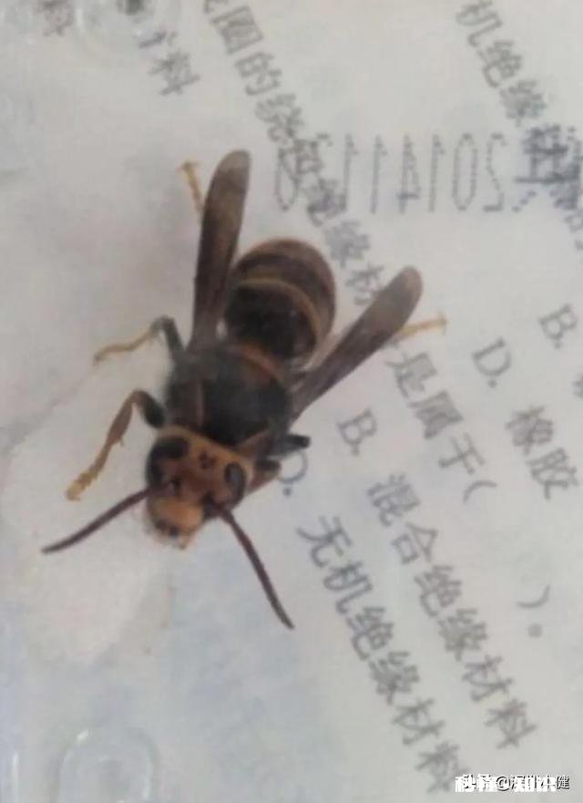 黄脚胡蜂吃成熟蜂蜜会消化不良吗