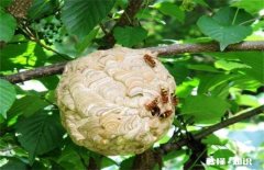 黄脚胡蜂吃成熟蜂蜜会消化不良吗