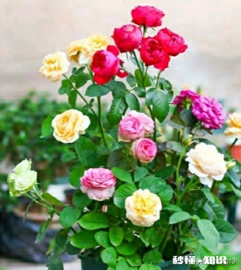 男人点燃了女人的爱火，却又无情地将它浇灭了，谁之过