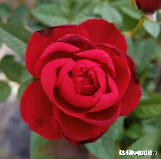 男人点燃了女人的爱火，却又无情地将它浇灭了，谁之过