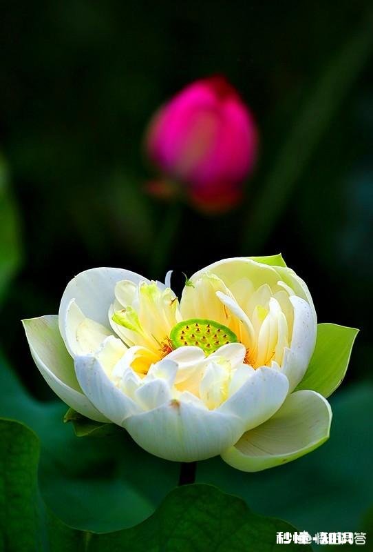 日常生活中,怎样才能把不起眼的小东西拍出不一样的感觉