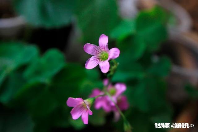 被大家奉为视频神机的松下GH5,照片拍摄到底表现如何