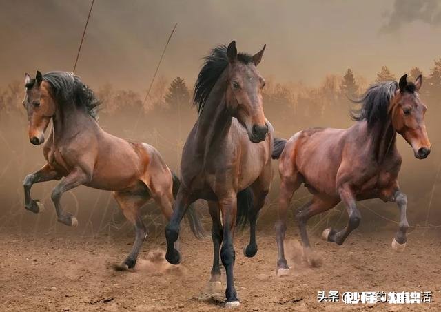 脱缰的野马,是常见的句子,请问,既然是野马,哪来的缰绳