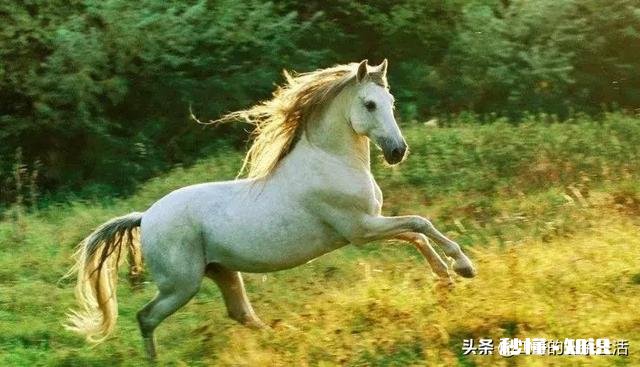 脱缰的野马,是常见的句子,请问,既然是野马,哪来的缰绳