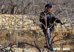 两年的樱桃树必须要反剪吗