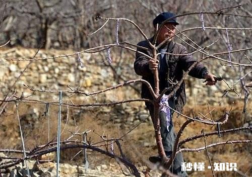 两年的樱桃树必须要反剪吗