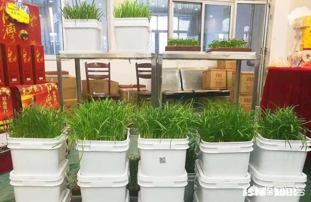 大年三十晚上可以吃鱿鱼韭菜馅的饺子吗