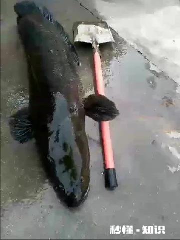 鲤鱼和黑鱼会杂交吗