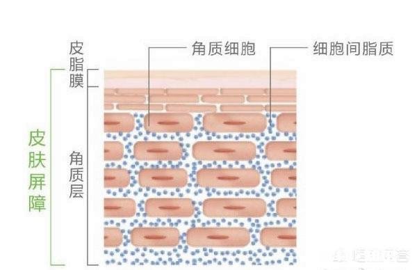 皮肤干是因为自身含水量低吗，应该怎么办