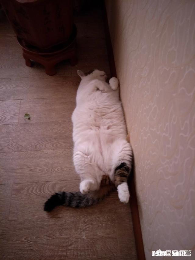 为什么猫怕主人