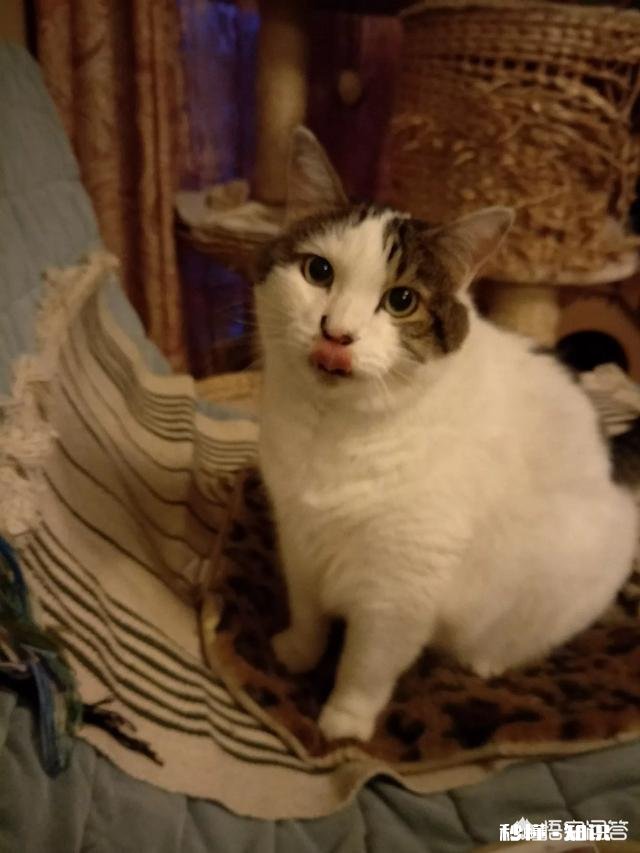 为什么猫怕主人