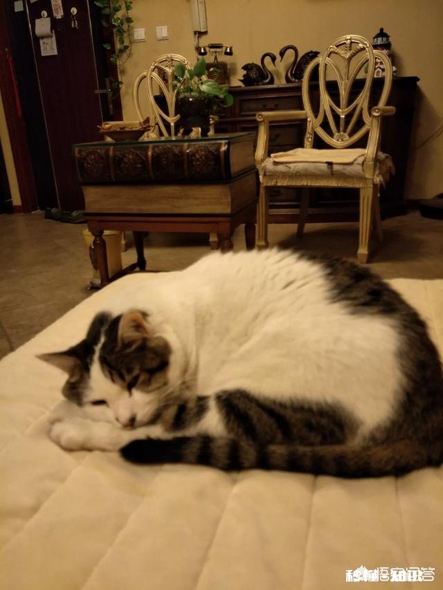 为什么猫怕主人