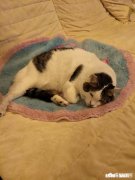 为什么猫怕主人