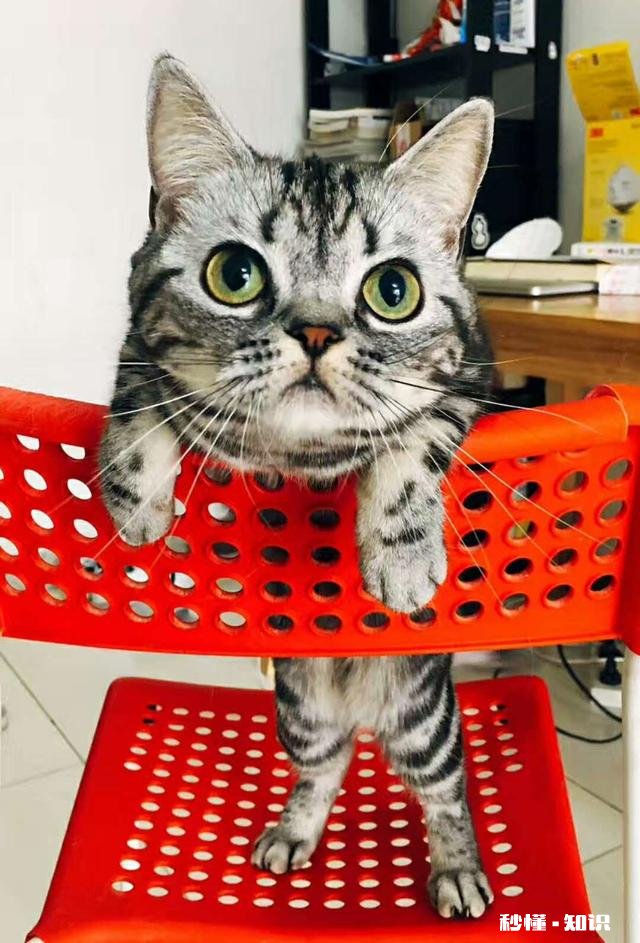 为什么猫怕主人