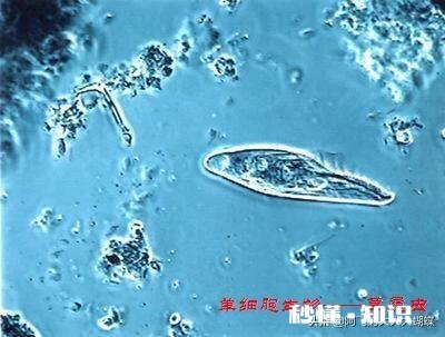 单细胞动物不会得病吗