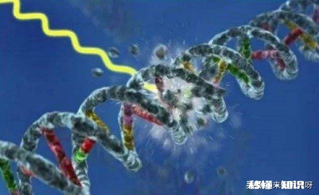 单细胞动物不会得病吗