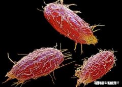 单细胞动物不会得病吗