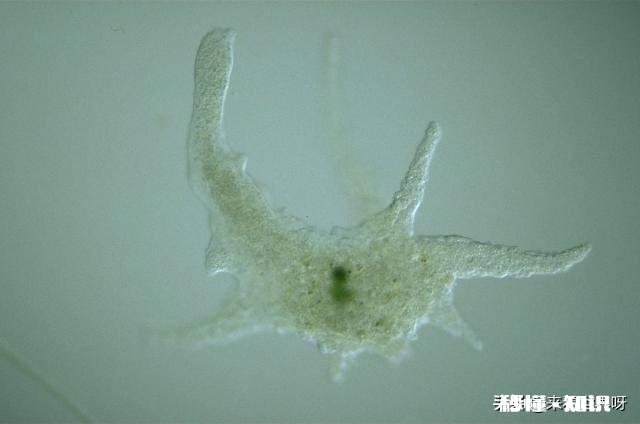 单细胞动物不会得病吗