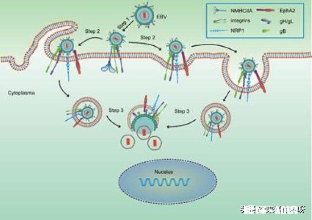 单细胞动物不会得病吗