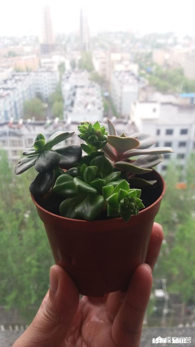 公司批准你可以带一个人去旅游、你愿意带上老婆吗