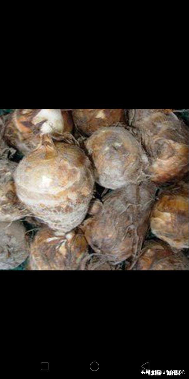 高温天，你家门外別人种的毛芋没水，叶子晒干了，而你家有水池和抽水泵，你会帮助吗