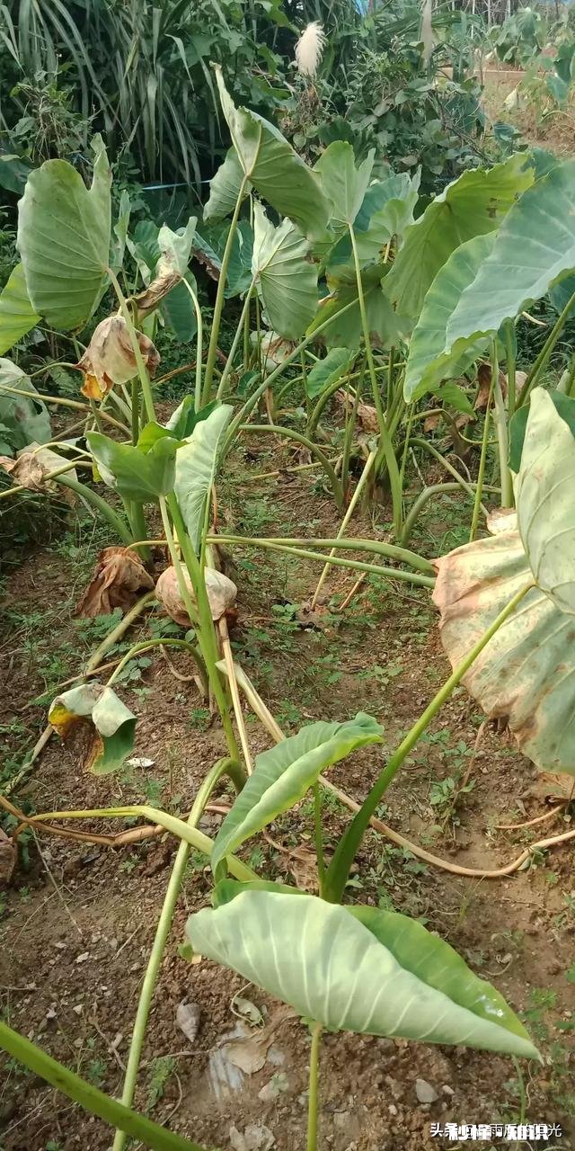 高温天，你家门外別人种的毛芋没水，叶子晒干了，而你家有水池和抽水泵，你会帮助吗