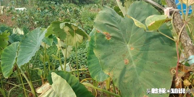 高温天，你家门外別人种的毛芋没水，叶子晒干了，而你家有水池和抽水泵，你会帮助吗