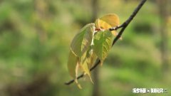 专题摄影怎么拍摄