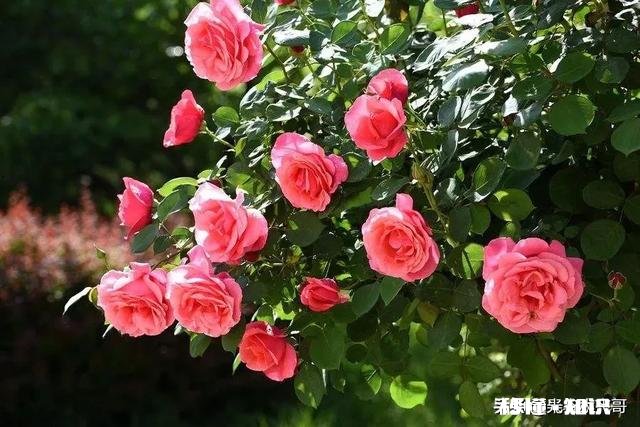 刚栽种3天的大月季,叶子干枯发黄,是什么原因该如何补救