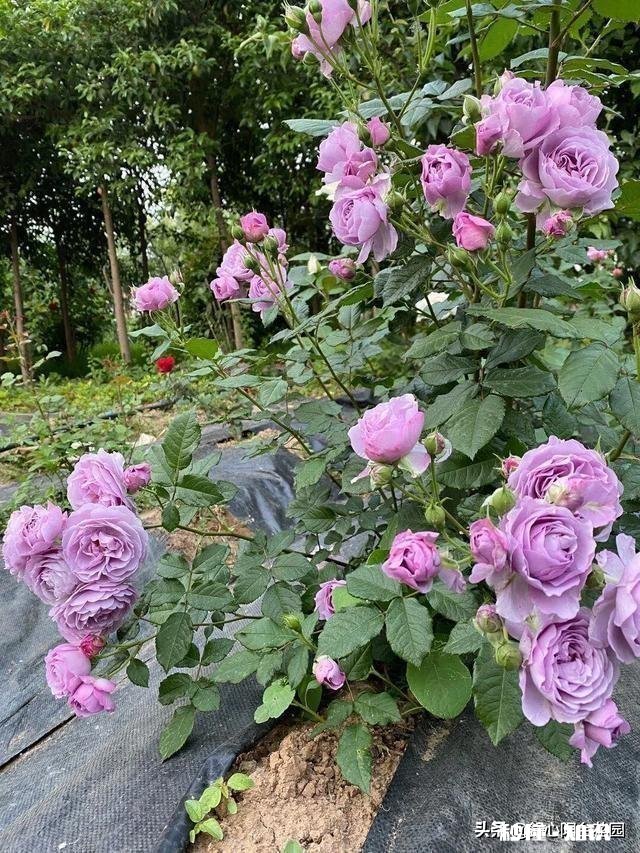 刚栽种3天的大月季,叶子干枯发黄,是什么原因该如何补救