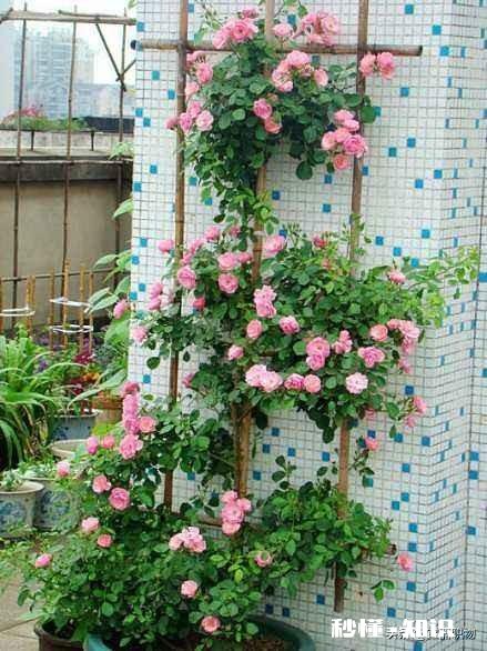 刚栽种3天的大月季,叶子干枯发黄,是什么原因该如何补救