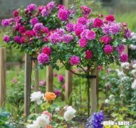 刚栽种3天的大月季，叶子干枯发黄，是什么原因该如何补救